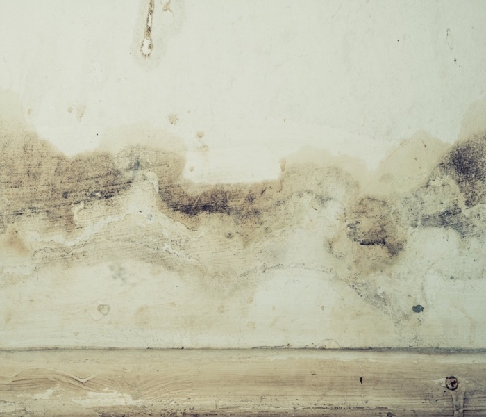 Can Black Mold Be Fully Remediated?