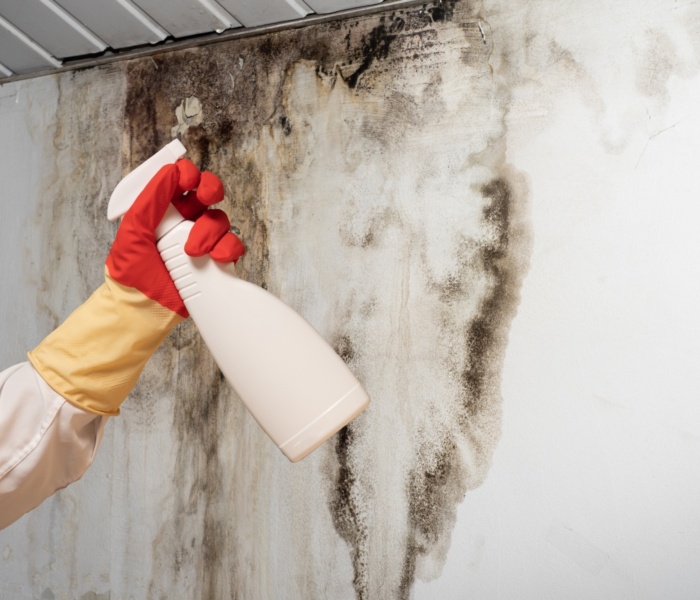 Is It Safe to Stay in a House During Mold Remediation?