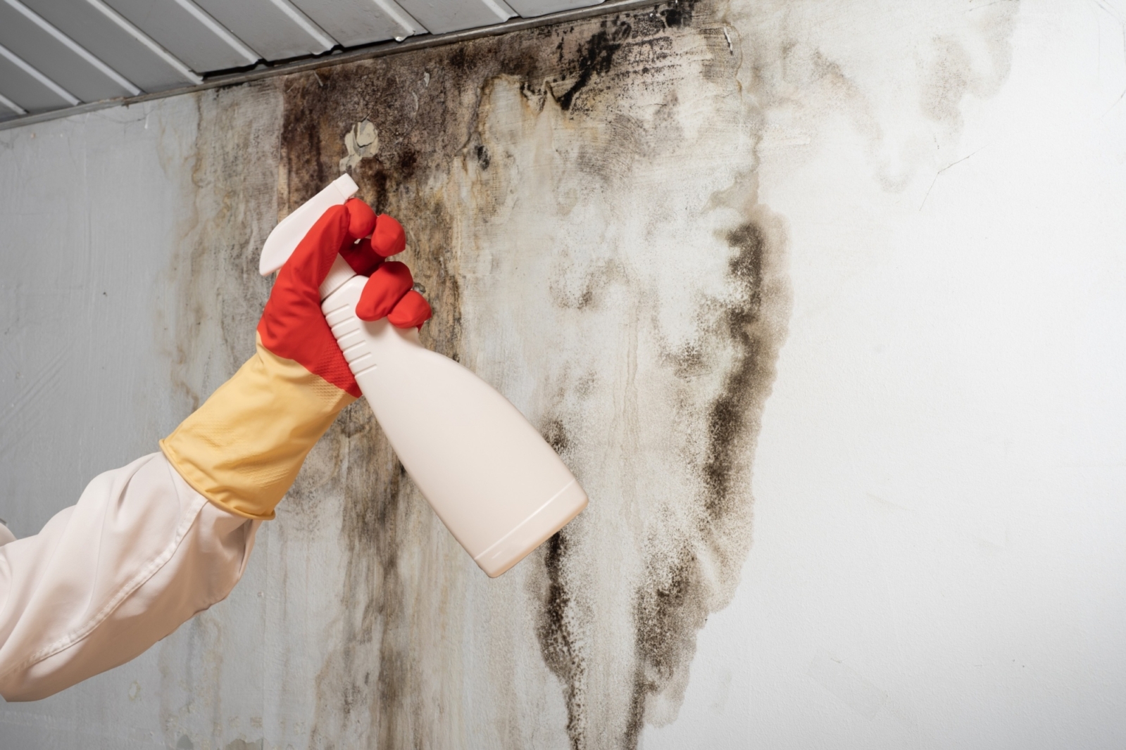 Is It Safe to Continue Business During Mold Remediation on Your Property?