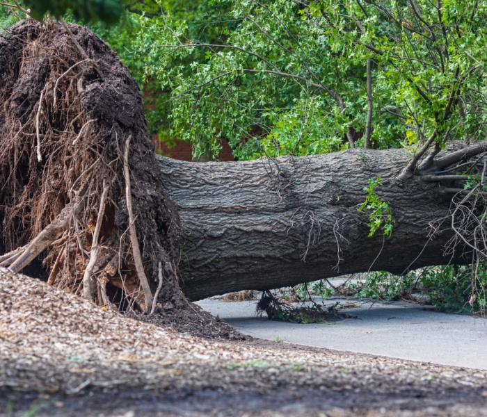 Mitigating Wind Damage: Strategies for Protecting Property and Promoting Resilience